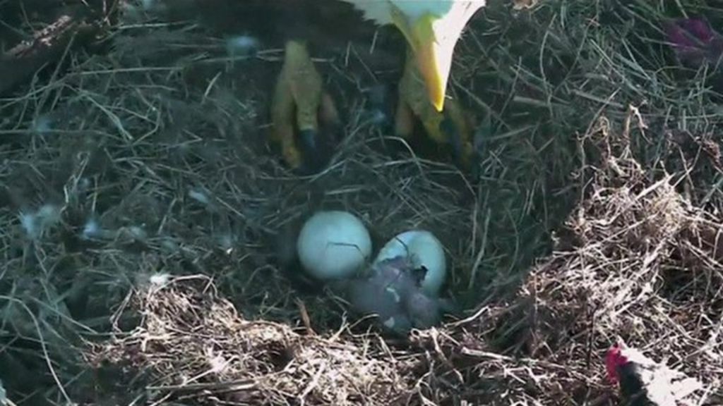 Bald eagle egg hatching in Washington DC - BBC News - Linkis.com