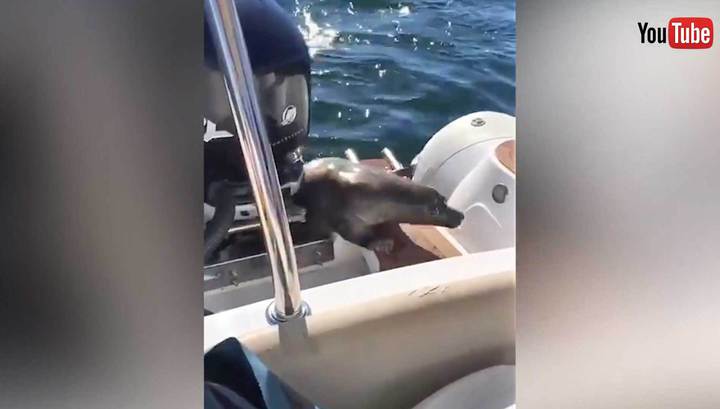 морской котик забрался в лодку морской котик забрался в лодку