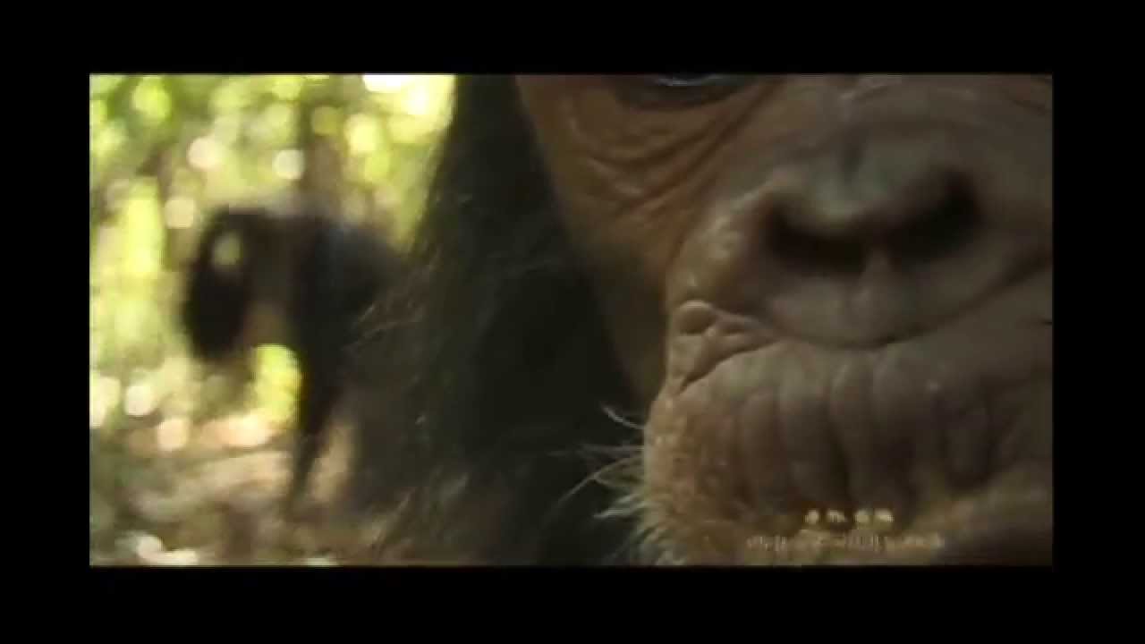 review of among the wild chimpanzees Extra credit film review – chimpanzee “among the wild chimpanzees,” you should have an appreciation for the remarkable relationship that develops. review of among the wild chimpanzees Extra credit film review – chimpanzee “among the wild chimpanzees,” you should have an appreciation for the remarkable relationship that develops.