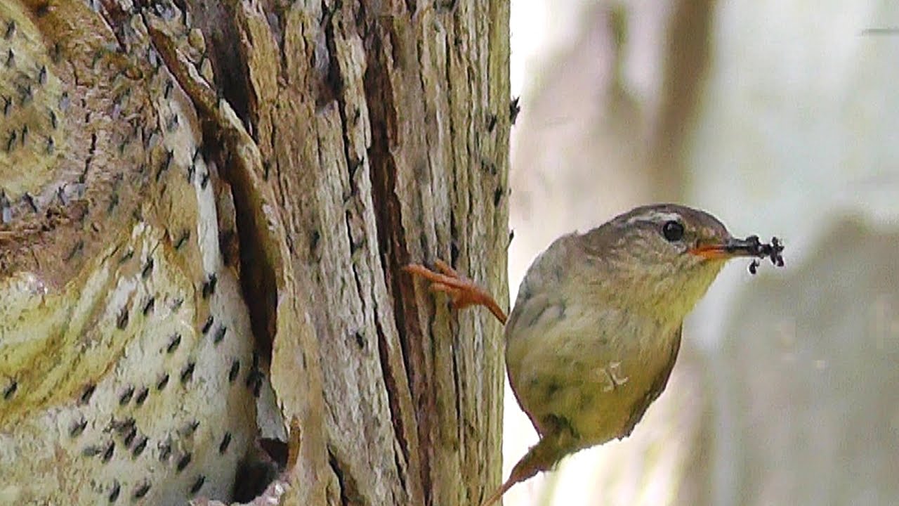 robin birds chirping and singing beautiful bird sounds robin birds chirping and singing beautiful bird sounds