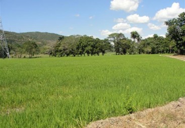 Rice Farm with over 2,300 acres for sale - San Francisco-Nagua