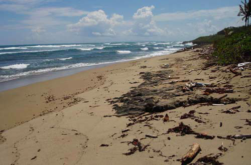 #2 Prime beachfront land for sale in Cabarete